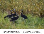 Spurwing Geese In A Field 