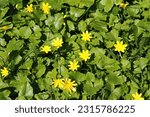 Small photo of Bright yellow corollas of lesser celandine. Lesser celandine (Ficaria verna, buttercup family) beautifully blooms in April