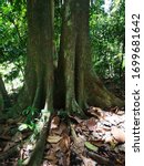 Small photo of Rainforest tree tunk photographed in Singapore jungle