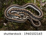 Black Necked Garter Snake ...