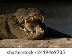 Small photo of Portrait of an Indian Mugger crocodile from Ranganathittu Bird sanctuary - Crocodylus palustris