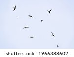 A Group Of Flying Swallows In...