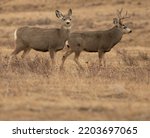 Mule Deer Pair During The Rut...