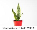 A small Sansevieria trifasciata succulent (Snake Plant, Viper's Bowstring Hemp, Mother-in-Law's Tongue) pot plant, with striking pointed leaves, in a red ceramic pot isolated on a white background.