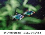 Small photo of Aquarium fish, mutant barbus, freshwater aquarium, aquarium hobby, soft focus