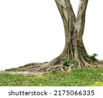 Small photo of Picture of a banyan tree with large roots and tall stems cut off the background against a white background.