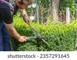 Small photo of Gardener pruning, trimming buxus, boxwood shrubs with hedge shears. Pruning, trimming buxus, boxwood shrubs with hedge shears. Cutting bush clippers in garden.