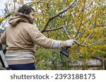 Small photo of Male gardener prune fruit tree using battery powered pruning shears, secateur. Pruning electric tools. Farmers prunes and cuts branches of a tree in the garden with electric pruning shears or secateur