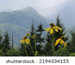 Mist Covered Foggy Mountains in Background Behind Black-Eyed Susans with Bee in Low Exposure