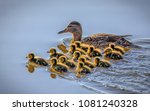 Mallard With Ducklings 
