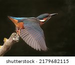 Small photo of The exact moment a Kingfisher takes off from perch (close)