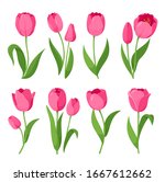 Tulips. Vector Set Of Colorful...