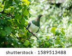 A New Zealand Wood Pigeon Bird...