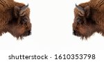 Two brown bull or bison heads with brown horns opposite each other before a fight on the New York Wall Street Stock Exchange on a white banner. Wyoming State Symbol.