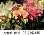 the beautiful and popular flower in the world! Orchids are a type of epiphytic plant, which grows on soil and rocks. Here, we present some of the amazing types of orchids you can grow in your home