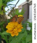 Small photo of tawny costar butterfly mating on the zinnia flower.