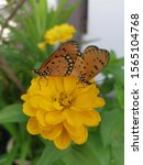 Small photo of tawny costar butterfly mating on the zinnia flower.