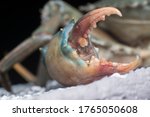 close shot of common brown rock crab