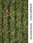 Small photo of Slits in fescue lawn turf from power slice/slit seeder