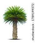 Cycad Palm Tree Isolated On...