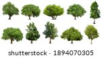 Collection of   trees  isolated ...