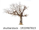 Dead Tree Isolated On A White...