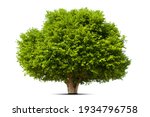 Isolated green tree on white...