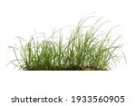 
Green grass isolated on a white background