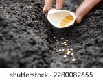 Small photo of Sowing season planting seed bags. Farmer hand soil sowing seed packet. Farm hand seeds soiled hands gardener gardening soil garden earth ground fertile land. Agriculture farm garden planting vegetable