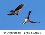 swallows (hirundo rustica) fighting during flying with claws out in front of blue sky in germany mecklenburg vorpommern