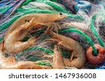 Small photo of Close up view of the large jumbo shrimp on the fishing net. Commercial techniques for catching wild shrimp include otter trawls, seines and shrimp baiting. A system of nets is used when trawling.