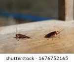 Two Cockroaches On The Wood