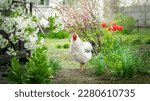 Small photo of White rooster. Beeg white rooster grazes freely among the flowers. Farm poultry
