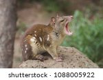 Quoll Also Known As Spotted...