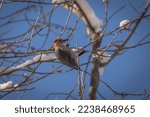 Red Bellied Woodpecker Gathers...