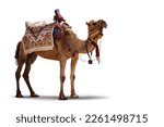 Fancy wrestler camel isolated...