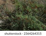 Small photo of sea buckthorn bush. A large bush with yellow sea buckthorn berries. Sea-buckthorn