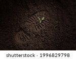 young green plant on the ground, shoe print, footprint on the ground, field, soil, the concept of the revival of life after a disaster, new shoots, hope for the restoration of nature, forests, ecology