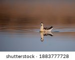 Small photo of bird swimming in the water , The red-necked phalarope, also known as the northern phalarope and hyperborean phalarope, is a small wader