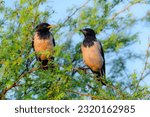 Small photo of pair of rosy starling on the tree , The rosy starling is a passerine bird in the starling family, Sturnidae, also known as the rose-coloured starling or rose-coloured pastor