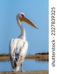 Small photo of portrait of pelican closeup of pelican, pelican in the blue still water, Pelicans are a genus of large water birds that make up the family Pelecanidae