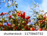 rose hips in the summer