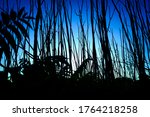 Silhouette Of Narrow Trunks Of...