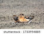 Killdeer bird pretending to be injured to protect nest