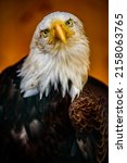 Head Of Bald Eagle  Haliaeetus...