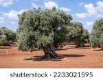 Small photo of Centennial olive trees in the vicinity of Monopoli, Italy. Trees with twisted and thickened trunks over the years to obtain high quality olives and olive oil.