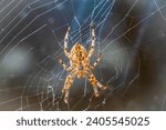 Small photo of Portrait of hairy orange spider (European garden spider or Cross Spider or Cross Orbweaver or diadem spider, Araneus diadematus) large beautiful bright female.selective focus sits in center of web.