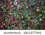 Texture Of Roses. A Wall Of...
