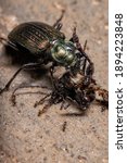 Small photo of Adult Caterpillar hunter Beetle of the species Calosoma alternans doing cannibalism