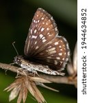 Small photo of Orcus Checkered-Skipper of the species Burnsius orcus